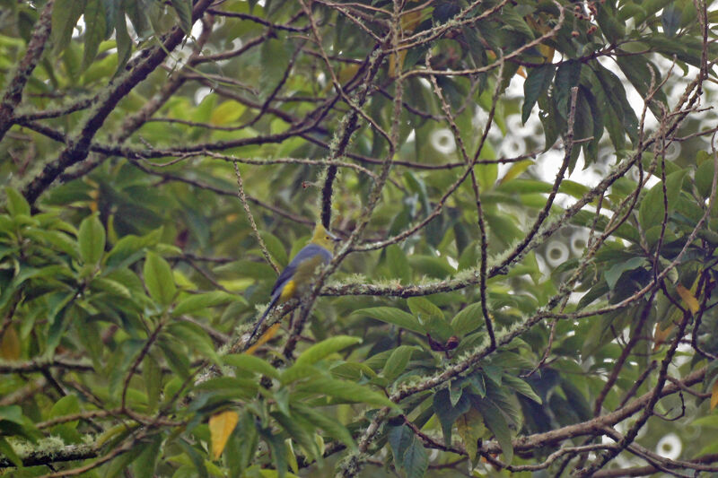 Ptilogon à longue queue mâle