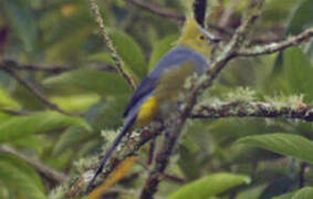 Long-tailed Silky-flycatcher