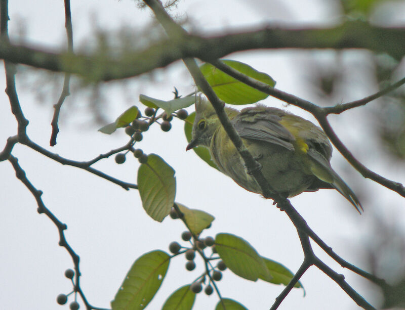 Long-tailed Silky-flycatcher female