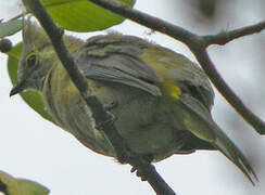 Long-tailed Silky-flycatcher