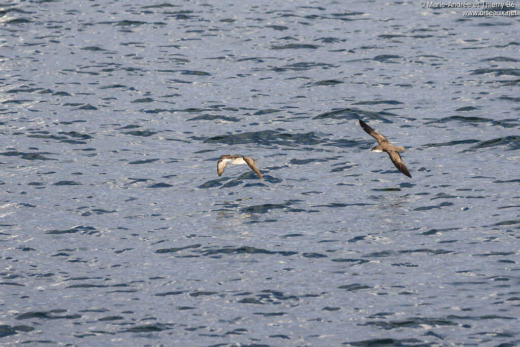 Galapagos Shearwater