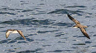 Puffin des Galapagos