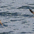 Puffin des Galapagos
