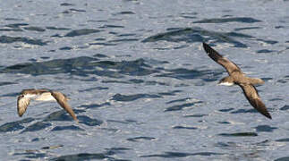 Galapagos Shearwater