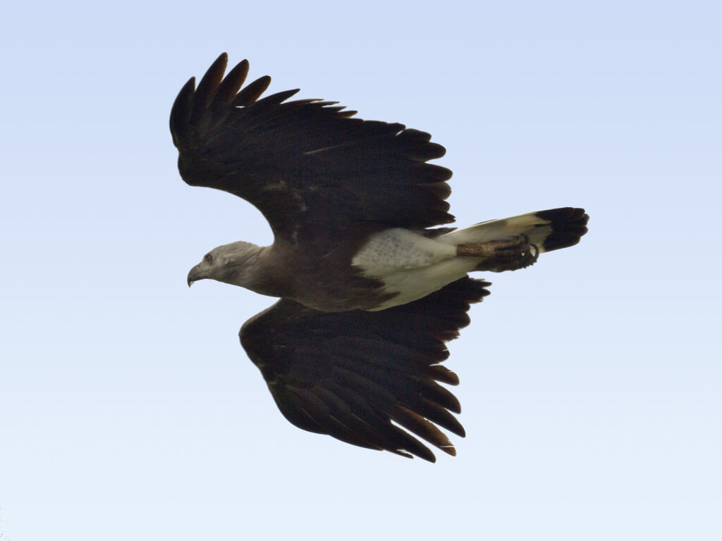 Grey-headed Fish Eagle