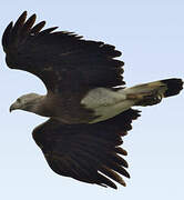 Grey-headed Fish Eagle