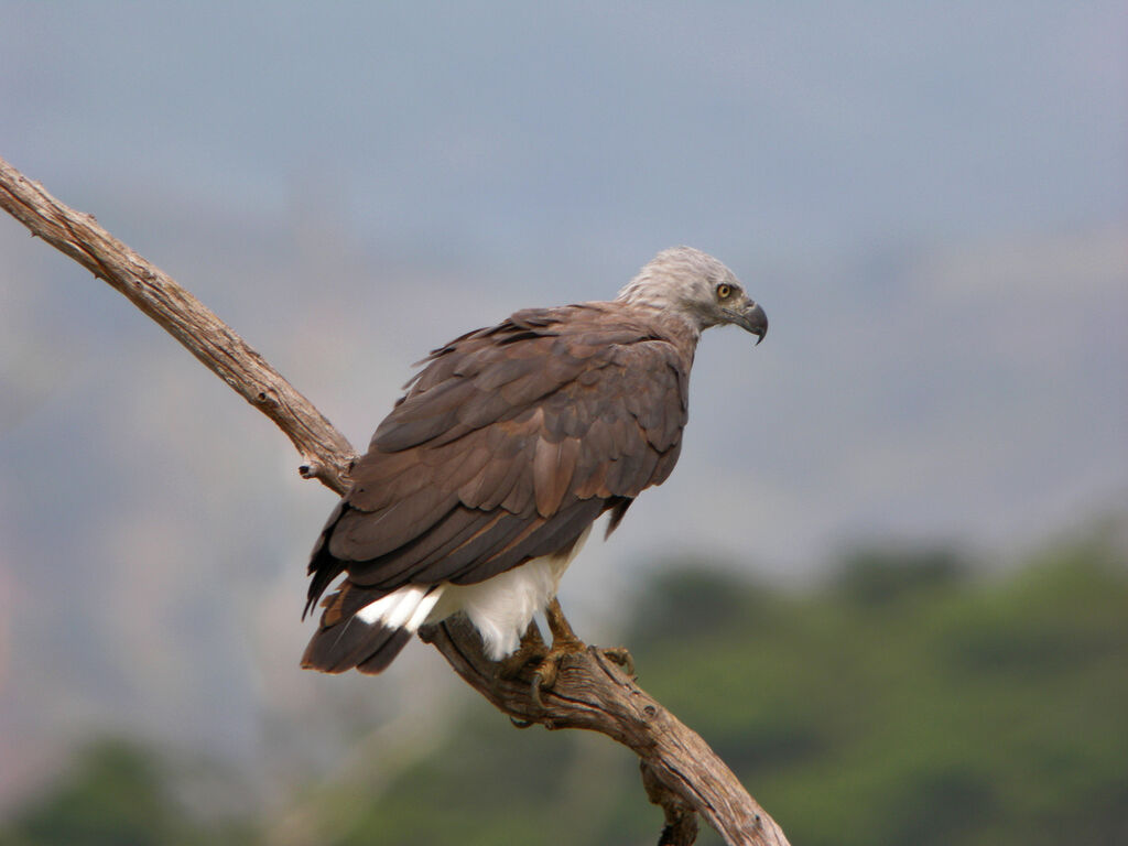 Grey-headed Fish Eagle