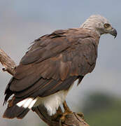 Grey-headed Fish Eagle