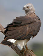 Grey-headed Fish Eagle