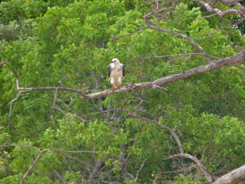 White-bellied Sea Eagle