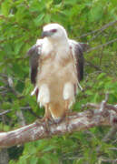 White-bellied Sea Eagle