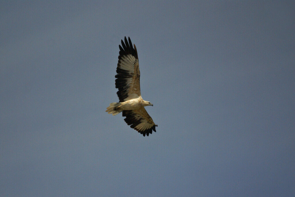 White-bellied Sea Eagle