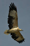 White-bellied Sea Eagle