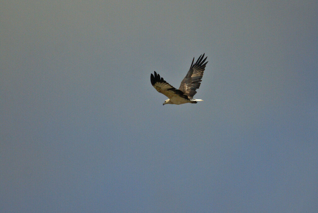 White-bellied Sea Eagle