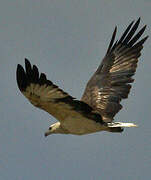 White-bellied Sea Eagle