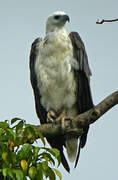 White-bellied Sea Eagle