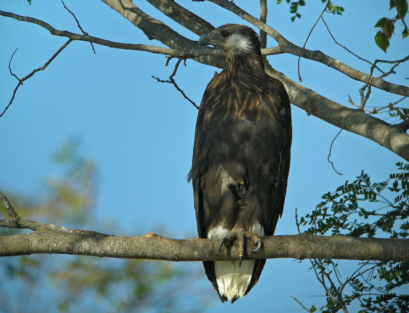 Madagascan Fish Eagle