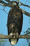 Madagascar Fish Eagle