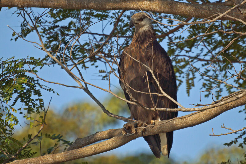 Madagascar Fish Eagle