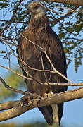 Madagascar Fish Eagle