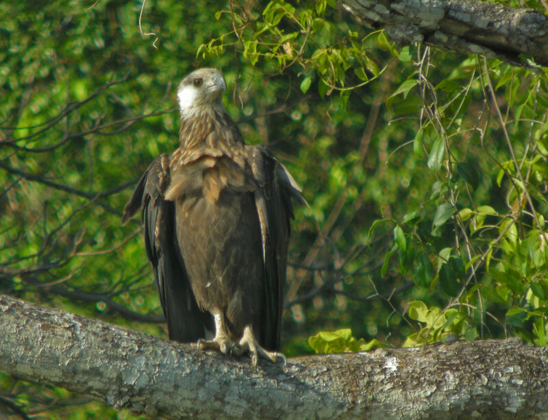 Madagascan Fish Eagle