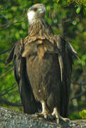 Madagascan Fish Eagle