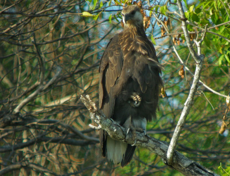 Madagascan Fish Eagle