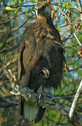 Madagascar Fish Eagle