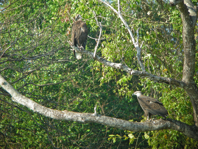 Madagascan Fish Eagle