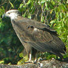 Pygargue de Madagascar
