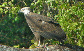 Madagascan Fish Eagle