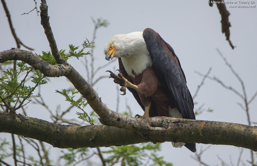 African Fish Eagle