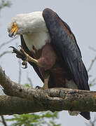 African Fish Eagle