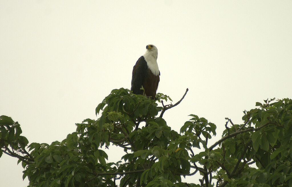 African Fish Eagle