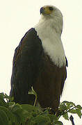 African Fish Eagle