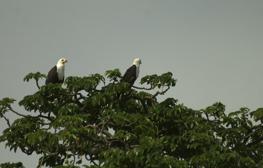 African Fish Eagle