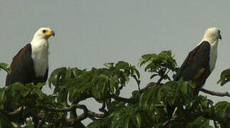 African Fish Eagle