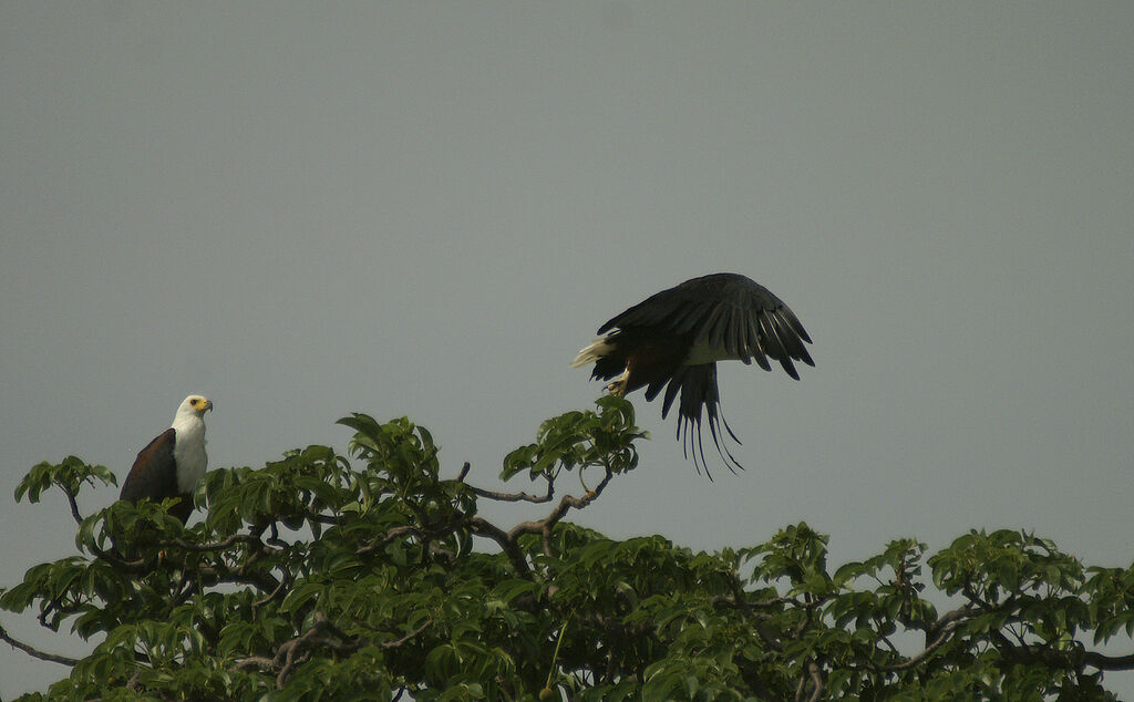 African Fish Eagle