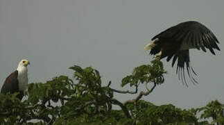 African Fish Eagle