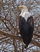 African Fish Eagle