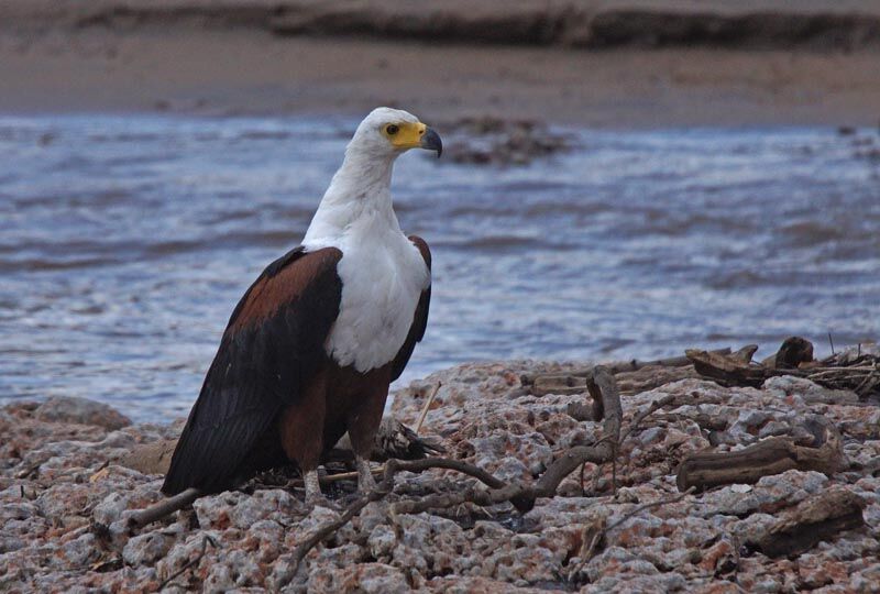 African Fish Eagle