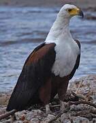 African Fish Eagle