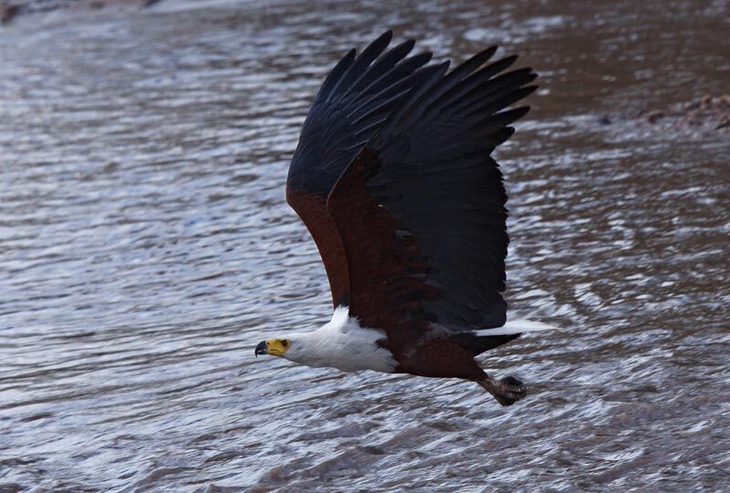 African Fish Eagle