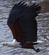 African Fish Eagle