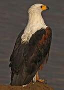 African Fish Eagle