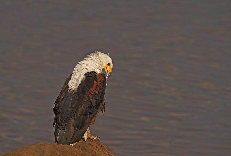 African Fish Eagle