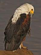 African Fish Eagle