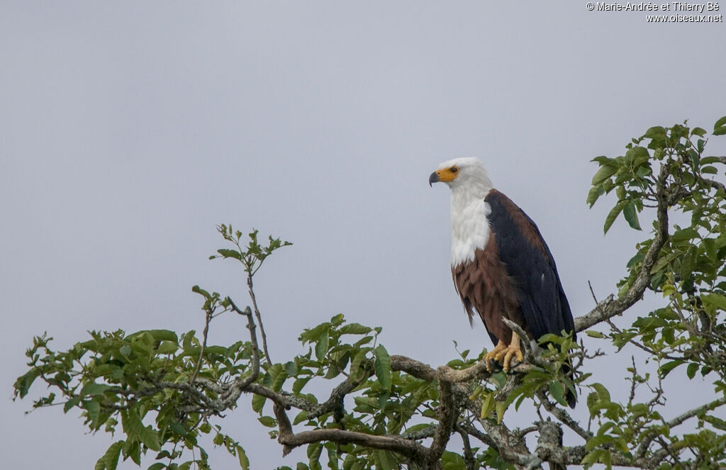 African Fish Eagle