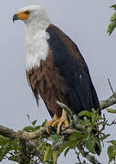 African Fish Eagle