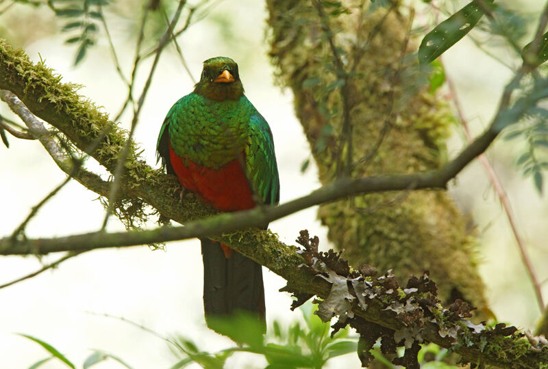 Golden-headed Quetzal